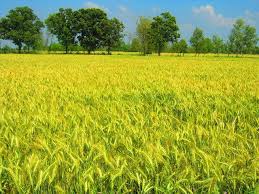 There is a difference of quality in indian wheat too as it depends on the region where it grows. Wheat Crop Punjab Pakistan Punjab Pakistan The Beautiful Country