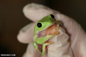 Black eyed tree frogs $ 79.99. Pictures Of Endangered Animals For Threatened Species Day
