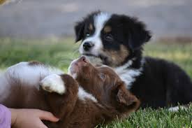 We raise mini aussie's on the western slope of colorado. Dd Mini Toy Aussies Home