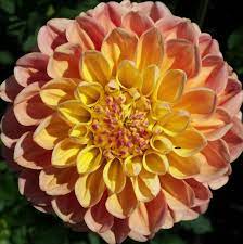 French Doll House Plants Dahlia Garden Plants