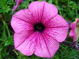 Petunia Is Genus Of Flowering Plants Of South American Origin Closely Related To Tobacco Cape Gooseberries Tomatoes I Petunias Cat Friendly Flowers Flowers