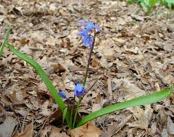 Image result for Tricalysia schliebenii