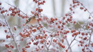 Maybe you would like to learn more about one of these? Crab Apple The Wildlife Trusts