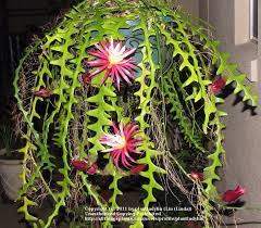 In this post, i will go into details on how to propagate fishbone cactus, how to care for the plant, as well as discuss flowering and other intriguing details! Epiphyllum Orchid Cactus Chichicastenango Very Unique By Knitsew4u Orchid Cactus Succulents Cactus Care