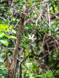 Image result for Hyperacanthus amoenus