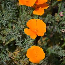 Image result for Eschscholzia
