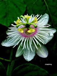 Image result for Indigofera ischnoclada