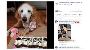 Find the perfect golden retriever in knoxville, tn today! West Tn Dog Turns 20 Becomes Oldest Golden Retriever In History Wbir Com