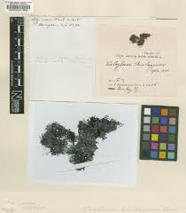 Image result for Polystachya caloglossa