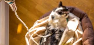 Die ursachen der hyperthyreose bei katzen. Nierenversagen Bei Der Katze Therapie Prognose Tiermedizin Dr Gumpert