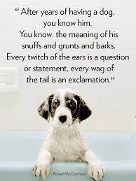 Pin On All About Dogs