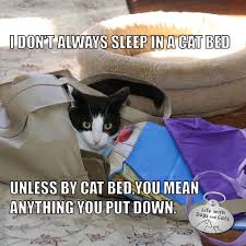 I Don T Always Sleep In A Cat Bed Mostinterestingcatintheworld Life With Dogs And Cats Life With Dogs And Cats