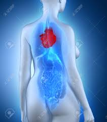 Dans le corps humain, le cœur se situe dans le médiastin. Femme De Coeur Anatomie Vue Posterieure Blanc Banque D Images Et Photos Libres De Droits Image 24342865