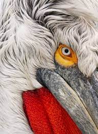 Pin Em Conservation Wild Places