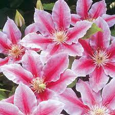 We did not find results for: Clematis John Paul Ii Schnell Und Gunstig Online Kaufen Meingartenshop