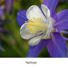 A wide variety of plants have either common or botanical names that start with the letter h. Aquilegia Vulgaris Bedding Bestie Life Is A Garden
