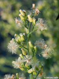 Image result for Conyza