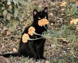 Mystic Mother Moon Fotos De Animales Bebe Gatos Bonitos Gatos Tiernos