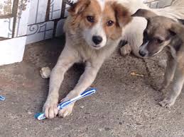 Phi records best world cup result (men): Great Dog Breed Aspin Steemit