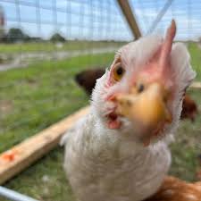 Chickens are incredibly resilient and having a great first aid kit and...