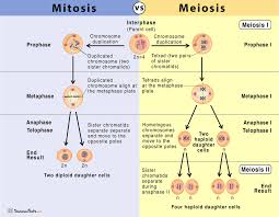 Mitosis and meiosis in plant cell. Mitosis Vs Meiosis 14 Main Differences Along With Similarities
