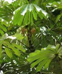 Image result for Musanga