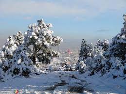 Pin En Madera Chihuahua