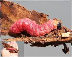 I Caterpillar From The Family Cossidae A Relative Of Butterworm Carl This Beauty Is Australian Not Chilean Though Thank Food Meat Jerky Beautiful Creatures