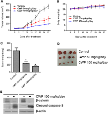 These cells have come from a xenograft where they serve as controls for the study of primary prostate cancer tumor cells, which are also injected into mice and then extracted for characterization. Cwp232291 Inhibits The Growth Of Prostate Cancer Xenografts A Mice Download Scientific Diagram