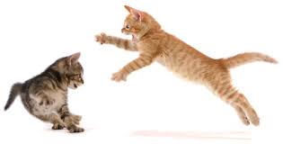 You will see fur flying and tears in the animal's skin. How To Break Up A Cat Fight Purrfectpost Com
