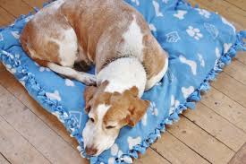 coussin diy pour chiens aucune couture requise diy couture animals animals and pets