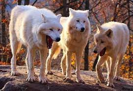 The s&p 500 index rose 0.1% as of 10 a.m. Laughing Wolves Know Your Meme