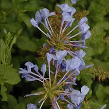 Maybe you would like to learn more about one of these? Blue Cape Plumbago Plumbago Auriculata Blue Cape In Wilmette Chicago Evanston Glenview Skokie Winnetka Illinois Il At Chalet Nursery