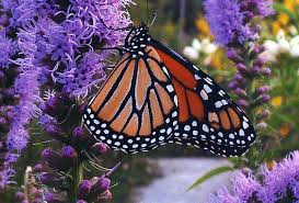 Maybe you would like to learn more about one of these? Download Gambar Hewan Flora Dan Fauna Gambar 06 Gratis