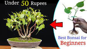 Bonsai pruning is considered an art form, which is why this little tree makes such a great gift for creative friends. How To Easily Make A Bonsai Tree Under 50 Rupess Best Bonsai For Beginners Youtube