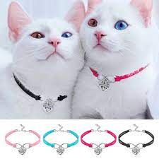 kedi tasmalari panosundaki pin