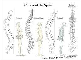 Curves Of The Spine Poster Anatomy Bones Joints Anatomy Nerve Anatomy