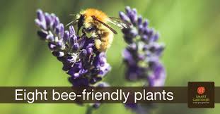Maybe you would like to learn more about one of these? Eight Bee Friendly Plants For Your Garden Smartgardener Blog