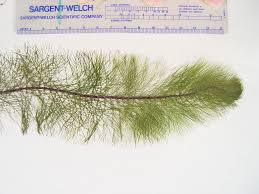 Image result for Hydrostachys myriophylla