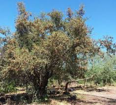 Image result for Combretum apiculatum