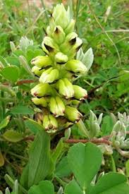 Image result for Corycium