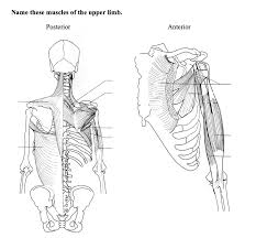 These muscle names usually have descriptive adjectives that may be followed by the. Solved Name These Muscles Of The Upper Limb Posterior An Chegg Com