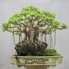 Wonderful Bonsai Exuberant Pohon Bonsai Bonsai Pohon
