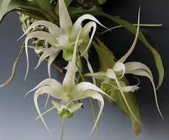 Image result for Aeranthes africana