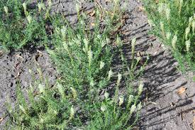 Image result for Hebenstretia