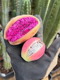 Image result for Pycreus aethiops