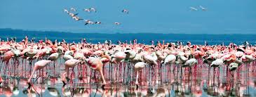 Well you're in luck, because here they come. African Wildlife Guide 2021 Africa Sky