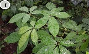 Image result for Hugonia platysepala