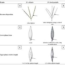 Image result for Digitaria remotigluma