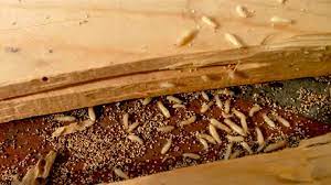 They'll usually cave in when you touch them. Where Termites Live Inside California Homes